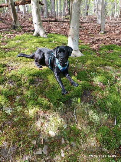 Labradorfans-Beitrag-Bild