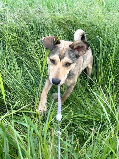 Die Dogorama Monats Challenge "Es grünt und blüht"-Beitrag-Bild