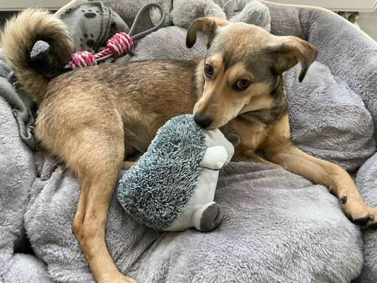 Hunde aus dem Tierschutz: Bulgarien-Beitrag-Bild