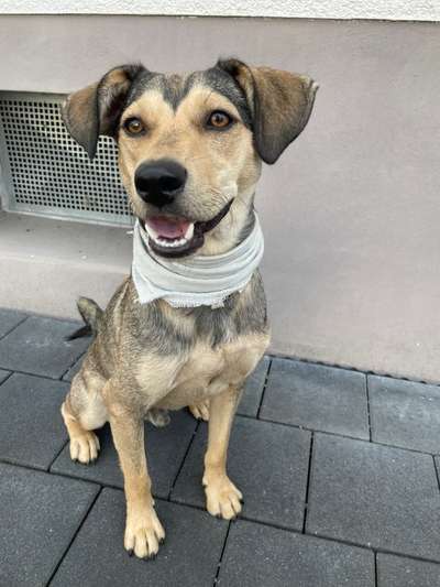 Hunde aus dem Tierschutz: Bulgarien-Beitrag-Bild