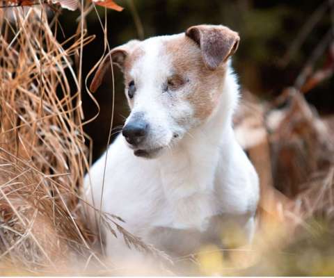 Fotochallenge Nr. 56 - geliebte Senioren-Beitrag-Bild