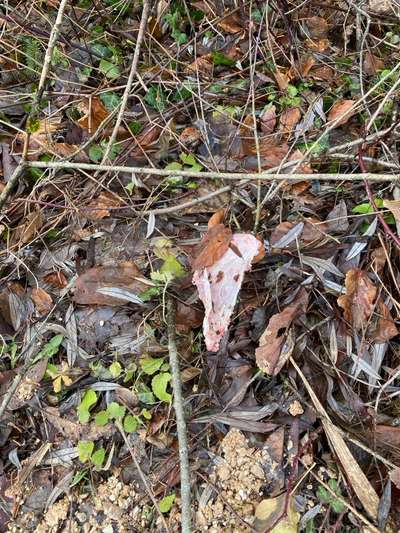 Giftköder-Fleischabfälle/Knochen-Bild
