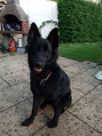 Dogorama Photo Challenge - Hundeblick zum hinschmelzen-Beitrag-Bild