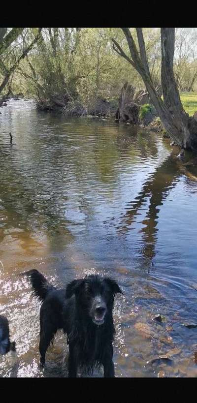 Dogorama-Monats-Challenge-Mai "Wasser"-Beitrag-Bild