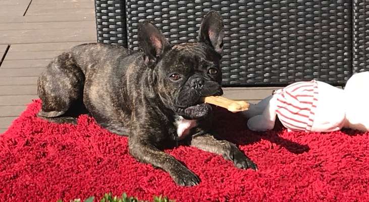 Zeigt her eure Frenchi-Beitrag-Bild