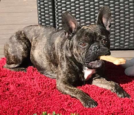 Die Dogorama-Wochen-Challenge "Die schönste Grimasse"-Beitrag-Bild