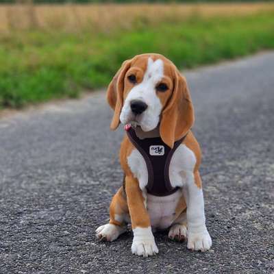 Hundetreffen-Welpentreffen Bönen/Unna/Hamm-Bild