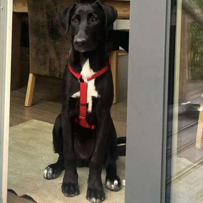 Hundetreffen-Spielgefährte(n) zum Austoben gesucht