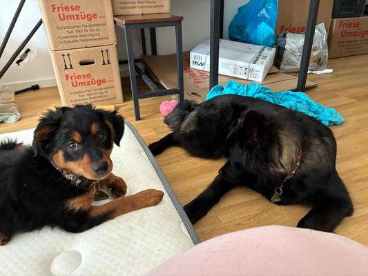 Hundetreffen-Welpentreffen-Bild