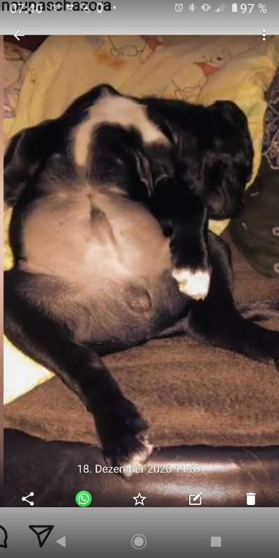 Welpen Bilder !-Beitrag-Bild