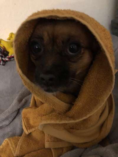 Dogorama Photo Challenge - TV Hund-Beitrag-Bild