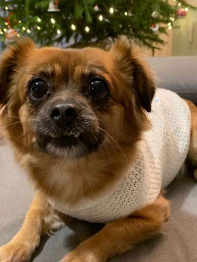 Dogorama Photo Challenge - Weihnachtsbaum-Beitrag-Bild