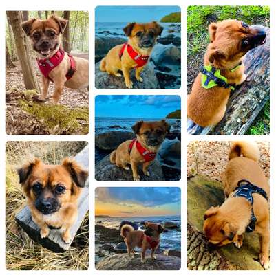 31. Collagen Challenge - Bänke/ Steine /Baumstümpfe-Beitrag-Bild