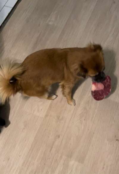 Fotochallenge 113: Auf frsicher Tat ertappt-Beitrag-Bild