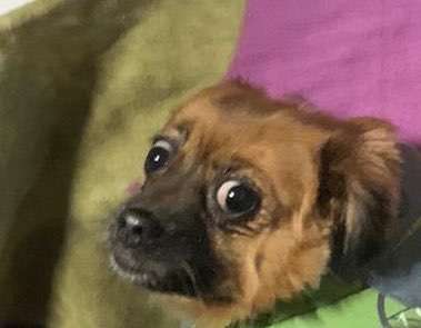 "Die eingefangene Magie des Augenblicks"-Beitrag-Bild