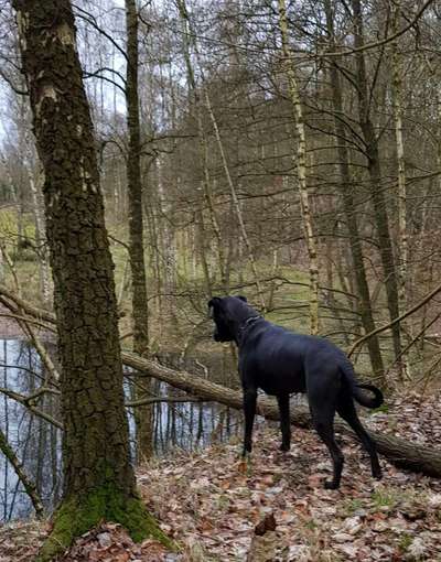 Dogorama Photo Challenge - schönster Gassiausblick-Beitrag-Bild