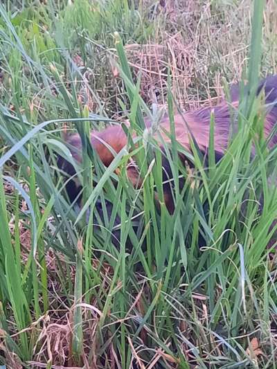 Dogorama Photo Challenge - Tarnung ist alles-Beitrag-Bild