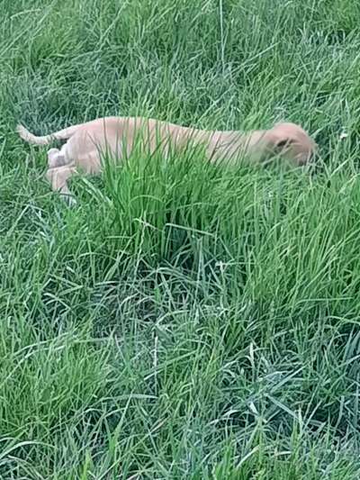 Dogorama Photo Challenge - Tarnung ist alles-Beitrag-Bild