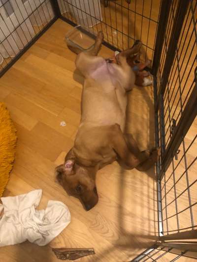 Tipps, Tricks, Klatsch und Tratsch über den Labrador-Beitrag-Bild