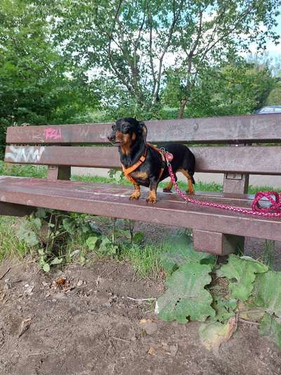 Hundetreffen-Bella sucht Freunde-Bild