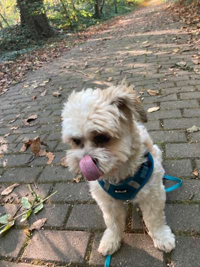 Fotochallenge Nr. 59 - Mein Hund zeigt die Zunge-Beitrag-Bild