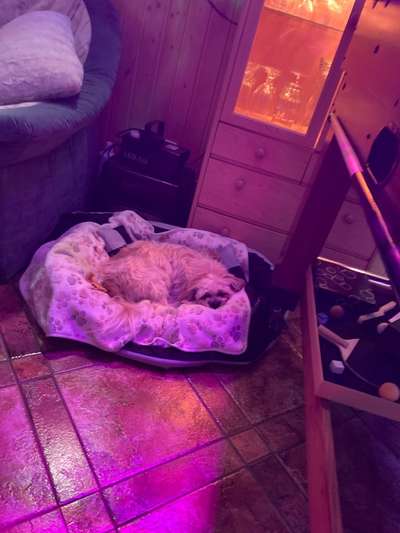 Kleine Hunde ganz Groß-Beitrag-Bild