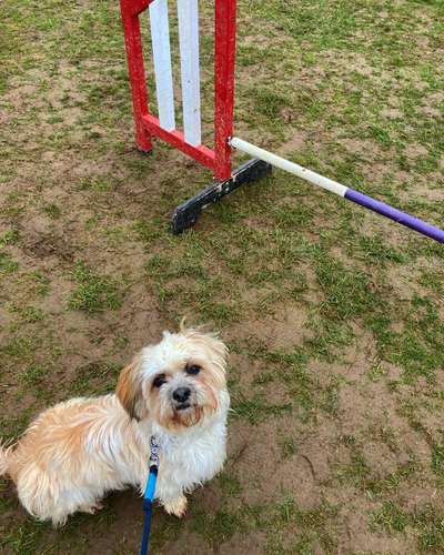 Entfärbung der Hundenase-Beitrag-Bild