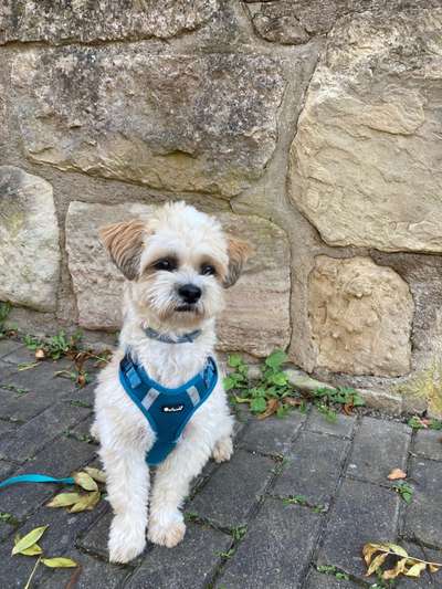 Welpenfotos-Beitrag-Bild