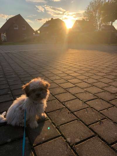 Welpenfotos-Beitrag-Bild