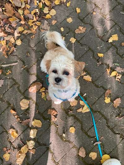Maltipoo Freunde-Beitrag-Bild