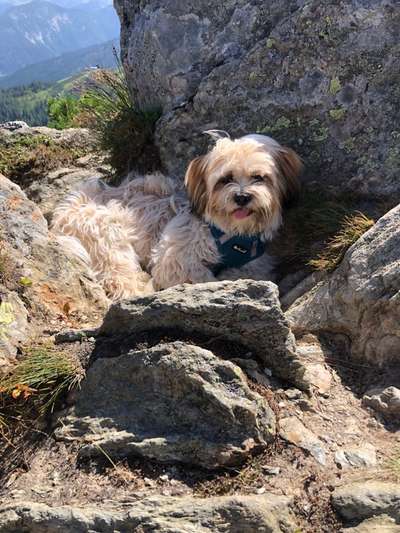 Dogorama Photo Challenge - Tierischer Urlaub-Beitrag-Bild