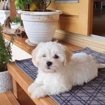 Hundetreffen-Suche Welpentreffen im Raum Miltenberg /Aschaffenburg-Bild