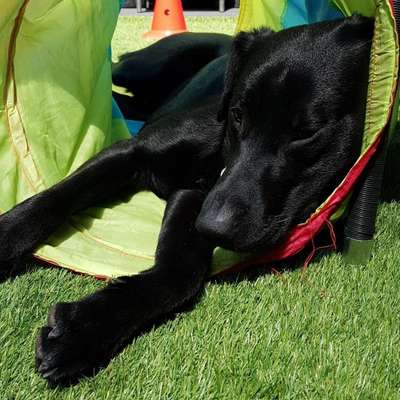 Hundetreffen-Gemeinsame Gassirunden/Spielpartner gesucht-Bild