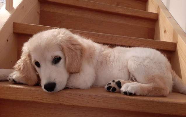 Welpen Bilder !-Beitrag-Bild