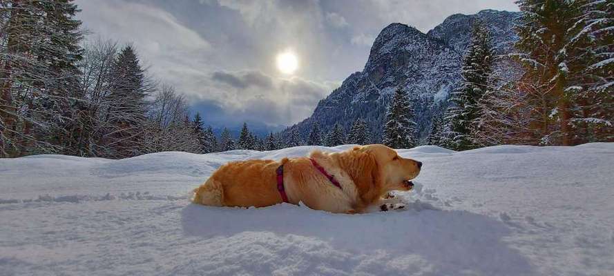 Die wunderschöne Welt mit Hund.-Beitrag-Bild