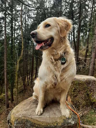 Wo sind die Golden Retriever Liebhaber?-Beitrag-Bild