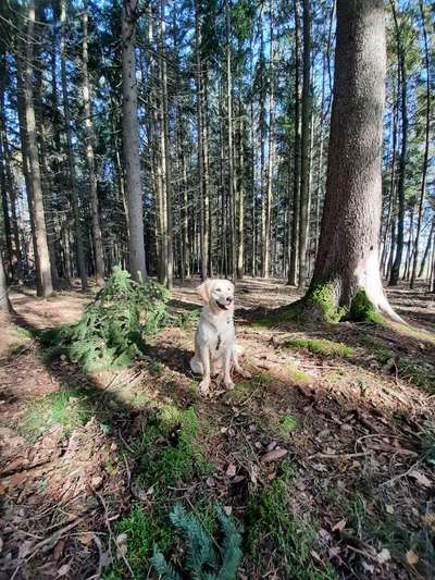 Wald Bild-Beitrag-Bild