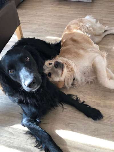 Bester Freund, Hundekumpel - zeigt her!-Beitrag-Bild