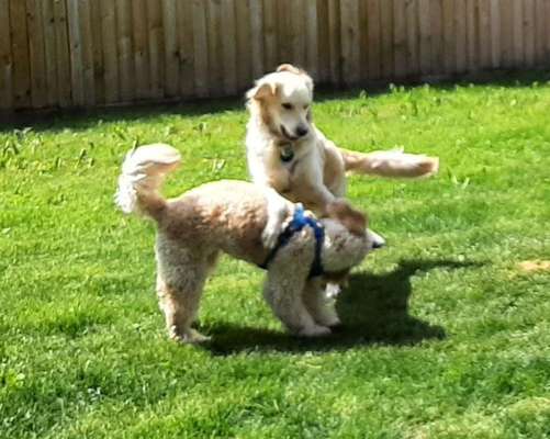 FOTO CHALLENGE 77 - Dein Hund im Spiel-Beitrag-Bild