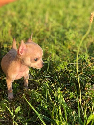 Welpen Bilder !-Beitrag-Bild