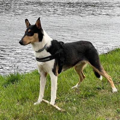 Hundetreffen-Hundewanderung in der Natur