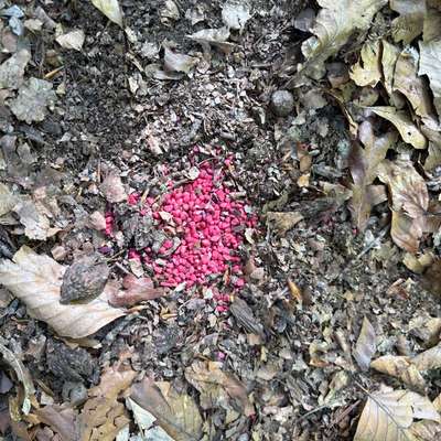 Giftköder-Evtl. Rattengift-Bild