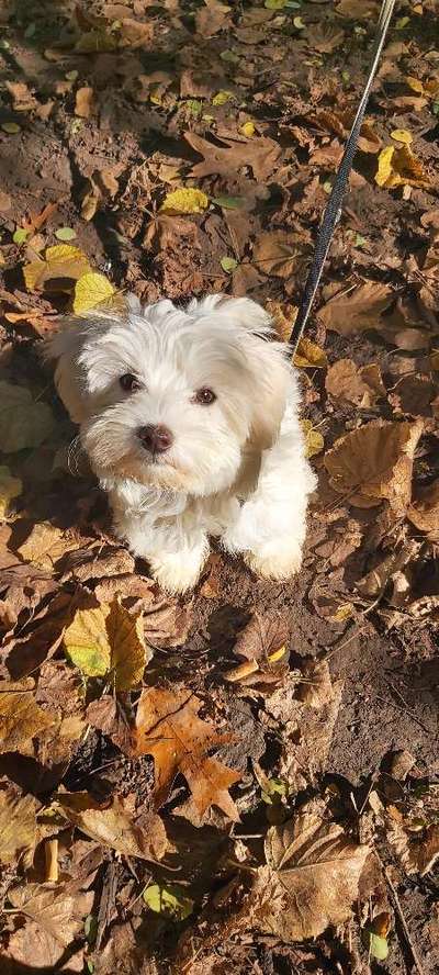 Die Dogorama Kalender Challenge Titelbild-Beitrag-Bild