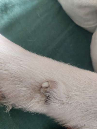 Wolfskralle komisch verwachsen-Beitrag-Bild