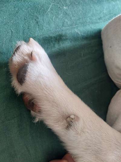 Wolfskralle komisch verwachsen-Beitrag-Bild