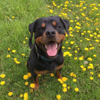 Rottweiler-Beitrag-Bild