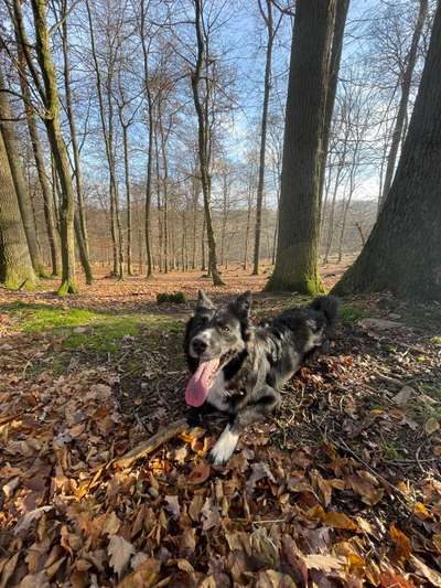 Hundeshooting-Beitrag-Bild