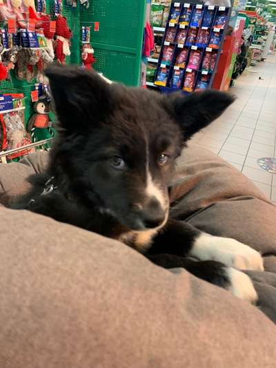 Welpen Bilder !-Beitrag-Bild