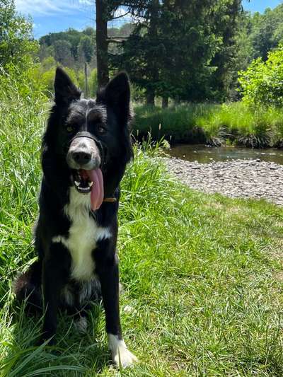 Fotosammlung: ,,Der natürliche Hund" Unbearbeitet, ungestellt und in Natura-Beitrag-Bild