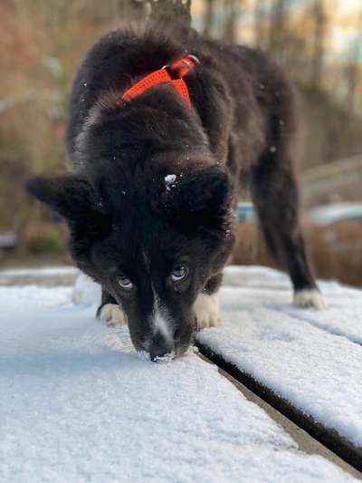 Welpen Bilder !-Beitrag-Bild